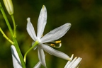 Anthericum liliago 06