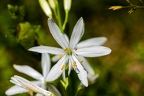 Anthericum liliago 07