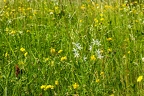 Anthericum liliago 08