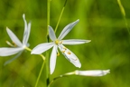 Anthericum liliago 09
