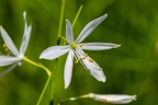 Anthericum liliago 11