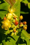 Hypericum x inodorum 01