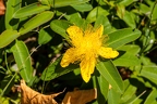 Hypericum x inodorum 02