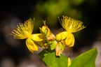 Hypericum x inodorum 03