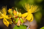 Hypericum x inodorum 04