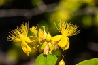 Hypericum x inodorum 05