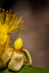 Hypericum x inodorum 06