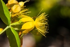 Hypericum x inodorum 07