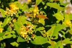 Hypericum x inodorum 08
