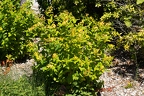 Hypericum x inodorum 09