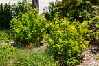 Hypericum x inodorum 10