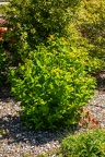 Hypericum x inodorum 11