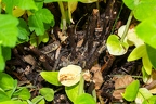 Hypericum x inodorum 12
