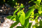 Hypericum x inodorum 13