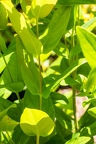 Hypericum x inodorum 14