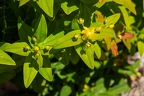Hypericum x inodorum 15