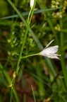 Anthericum ramosum