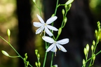Anthericum ramosum 02