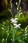Anthericum ramosum 03