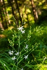 Anthericum ramosum 04