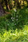 Anthericum ramosum 05
