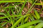 Anthericum ramosum 06