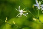Anthericum ramosum 07