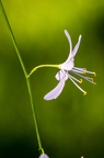 Anthericum ramosum 08