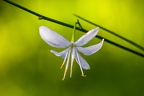 Anthericum ramosum 09