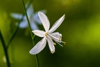 Anthericum ramosum 10