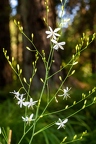 Anthericum ramosum 11