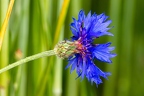 Cyanus segetum 1