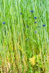 Cyanus segetum 2