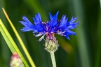 Cyanus segetum 3