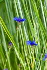 Cyanus segetum 4