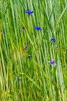 Cyanus segetum 6
