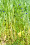 Cyanus segetum 7