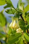 Lonicera caerulea 01