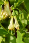 Lonicera caerulea 02
