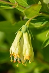Lonicera caerulea 03