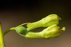 Lonicera caerulea 04