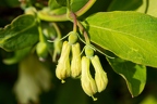 Lonicera caerulea 05