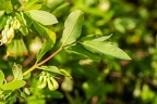 Lonicera caerulea 06