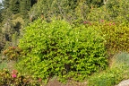 Lonicera caerulea 07