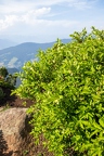 Lonicera caerulea 09