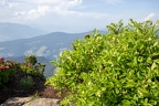 Lonicera caerulea 10