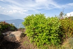 Lonicera caerulea 11