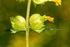 Rhinanthus alectorolophus 01