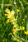 Rhinanthus alectorolophus 02