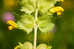 Rhinanthus alectorolophus 03